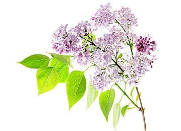 《原神》新角色枫原万叶演示 浪人武士很拉风